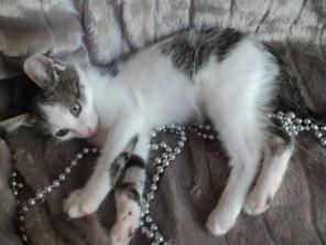 Котенок - Яшенька (1.5 мес.)
