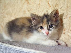 Бусенька, чудесный, очень нежный, трогательный котенок в добрые руки