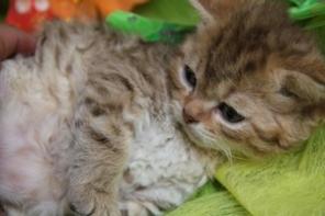 Котята породы Селкирк Рекс (кошка-овечка)