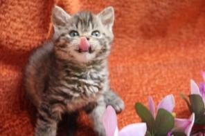 Котята породы Селкирк Рекс (кошка-овечка)