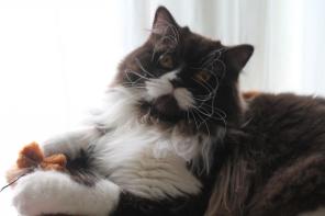 Кот хайленд страйт шоколадный с белым шоу-класс