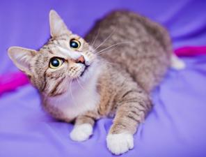 Очаровашка Милла, молоденькая кошечка в дар.