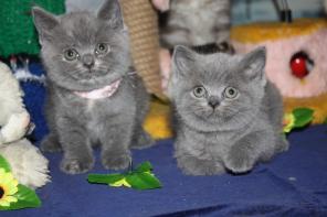 Котята британские