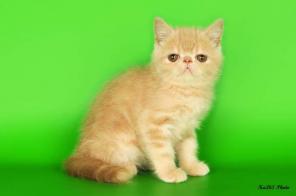 Экзотические короткошерстные, плюшевые котята