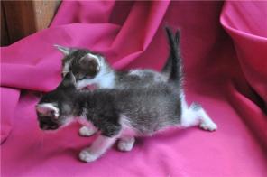 В добрые руки котятки, возраст 1 мес.