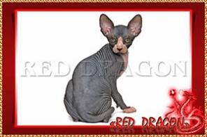 Котята Red Dragon