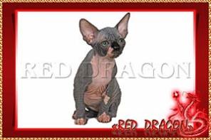 Котята Red Dragon