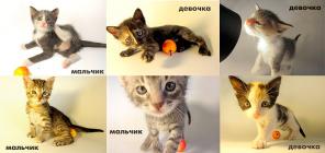 6 Котят В Добрые Ответственные Ручки