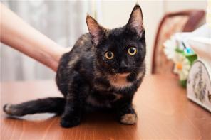 Кошечка Буся в добрые руки.