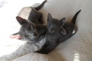 Красивые котята русской голубой породы