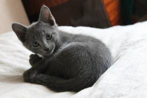 Красивые котята русской голубой породы