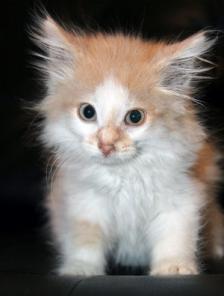 Котопес Веснушка