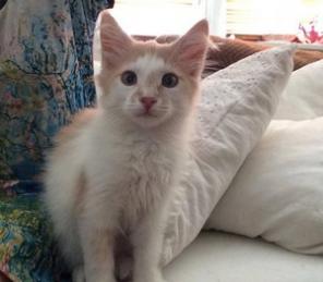 Котопес Веснушка