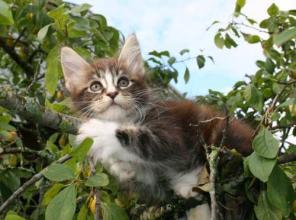 Очень крупный котик Мейн Кун