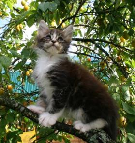 Очень крупный котик Мейн Кун