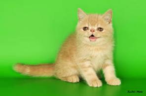 Котята персиковые экзотические короткошерстные