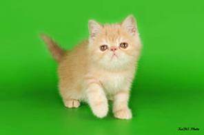 Котята персиковые экзотические короткошерстные