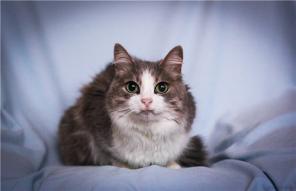Милая Мила в дар. Кошечка 1 год.