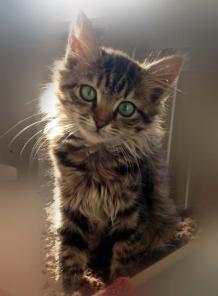 Ласковый котёнок Масянька в дар!