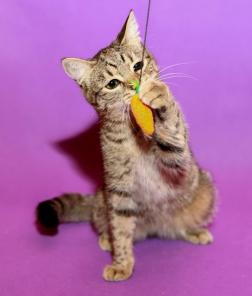 Котик Мультик ищет дружную семью! В добрые руки!