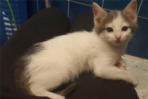 Очаровательный котенок (мальчик) в дар.