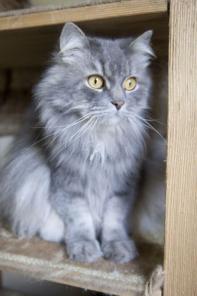 Молодой котик Лео в добрые руки