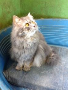 Молодой котик Лео в добрые руки