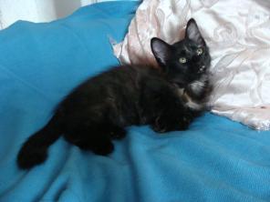 Котенок Боня