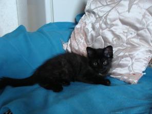 Котенок Боня