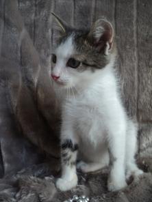Котенок - Яшенька (2.5 мес.)