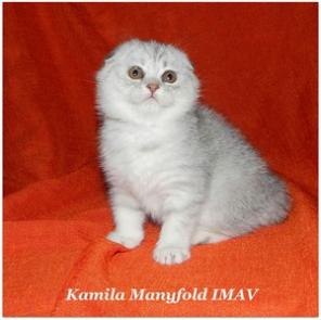 Шотландская клубная кошечка.