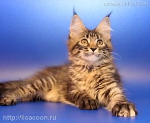 Чистокровные Котята Мейн Кун!