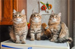 Сибирские котята - лесной окрас
