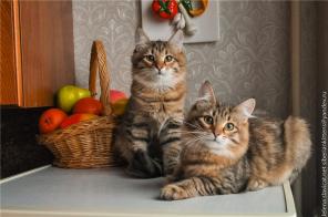 Сибирские котята - лесной окрас