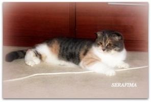 Продам клубную шотландскую кошку фолд.