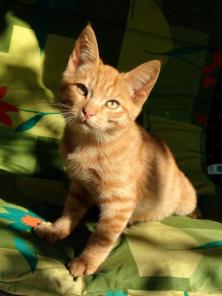Рыжий котенок для добрых людей!