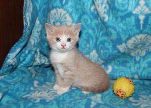 1,5 мес. котята ищут дом.