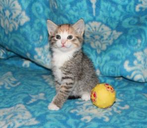 1,5 мес. котята ищут дом.