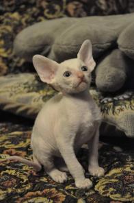 Продам породистых котят "Корниш-рекс" от род. чемп