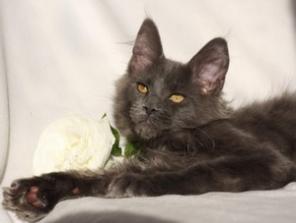 Котята Мейн Кун питомника Wariwat