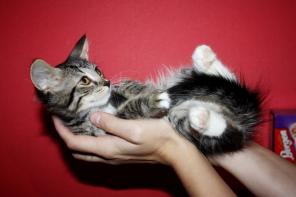 В добрые руки котенок мраморного окраса