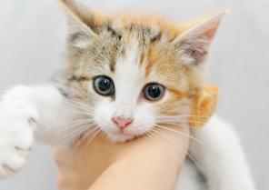 Отдам котят в добрые руки