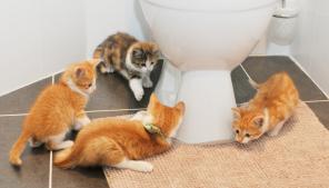 Отдам котят в добрые руки