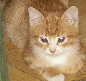 Котята домашние в добрые руки