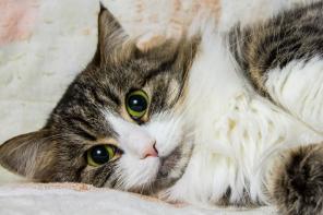 Очаровательная кошечка Фаина, настоящий лесной зверек, ищет домашний уют!