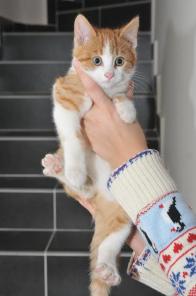 Очаровательный котята-малыши срочно ищут дом!