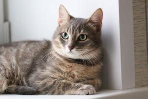 Котенок Мишаня ищет своего Человека