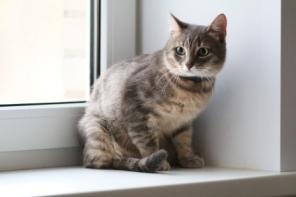 Котенок Мишаня ищет своего Человека