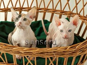 Донской сфинкс. Кошечки и котики. Предлагаем.
