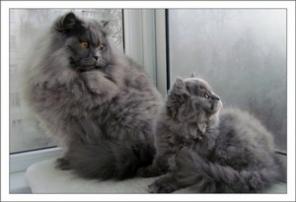 Британский длинношерстный котенок